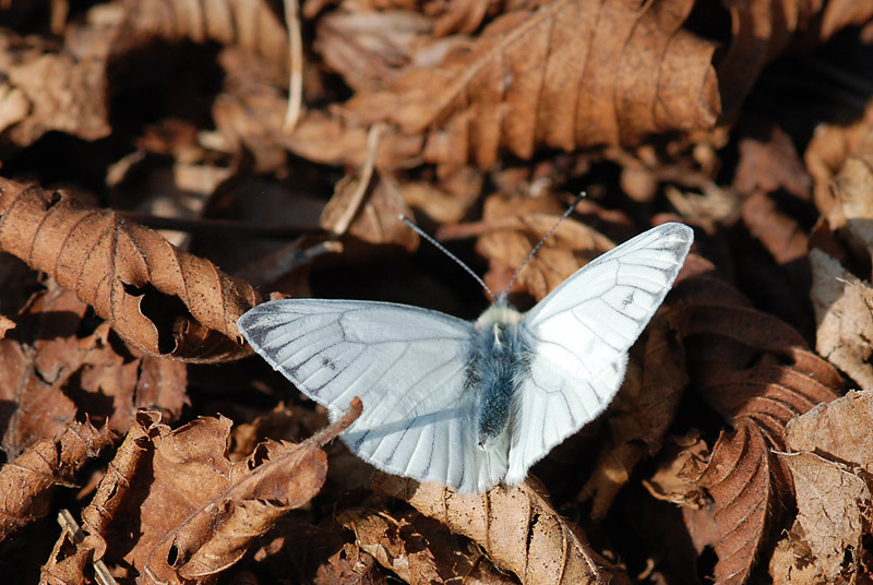 Pieris nuova di 